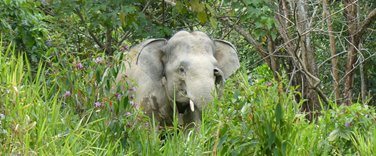 Malaysian-Elephant