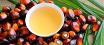 Zero-waste palm oil industry on the horizon with new technology